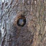A squirrel spotted inside a tree near Strawberry Fields in Central Park.